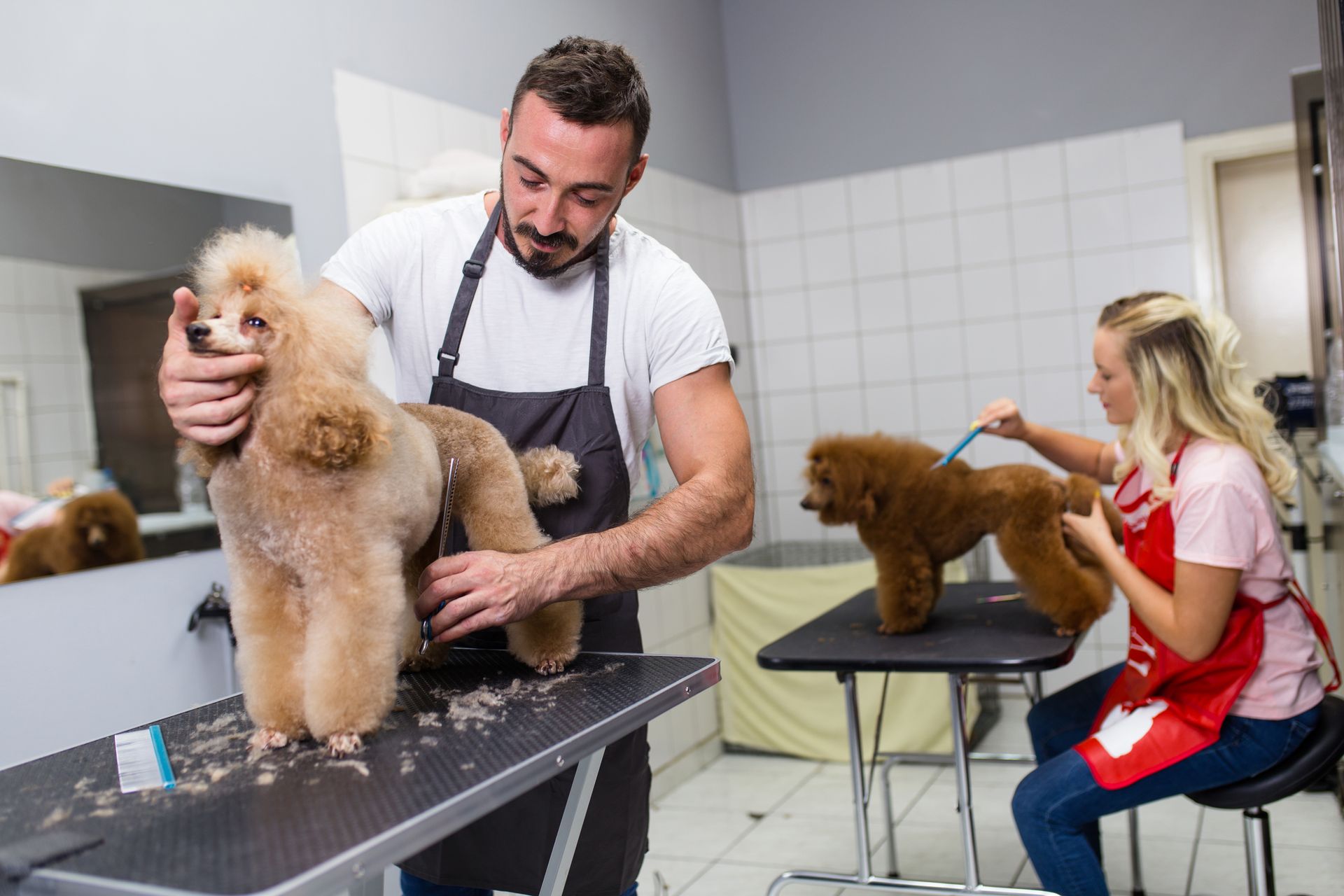 3-reasons-to-get-your-dog-professionally-groomed-pawmper-fluffy