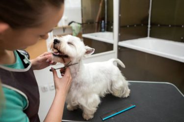 Mobile Pet Grooming Service in Boynton Beach